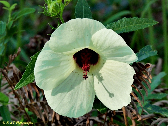 {Hibiscus aculeatus}